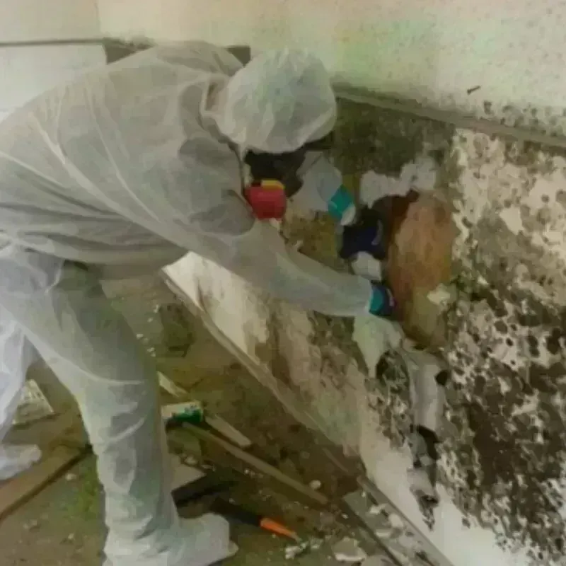 Mold Remediation and Removal in Bedford County, VA